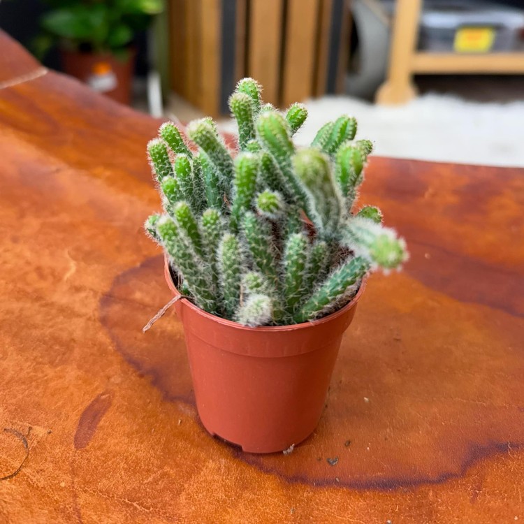 Rhipsalis ewaldiana (14).jpg