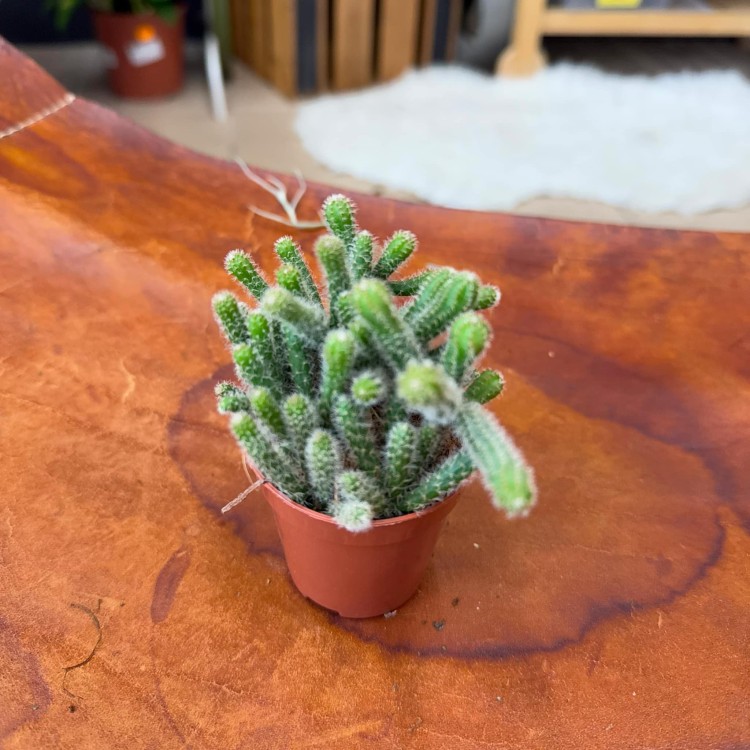 Rhipsalis ewaldiana (15).jpg