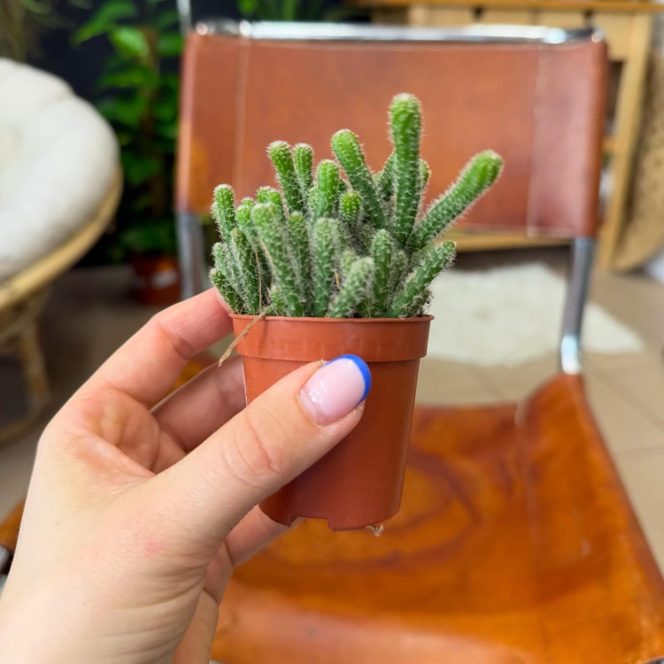 Rhipsalis ewaldiana (16).jpg