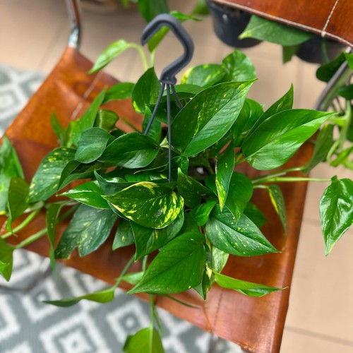 Epipremnum pinnatum (5).jpg