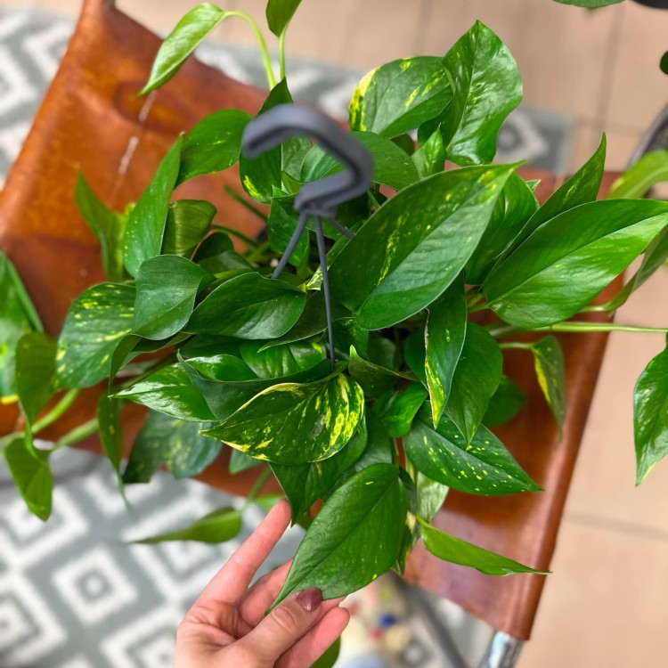 Epipremnum pinnatum (6).jpg
