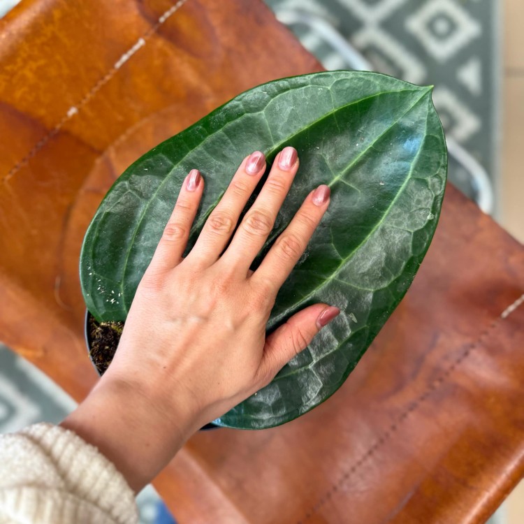 Hoya Latifolia  (6).jpg