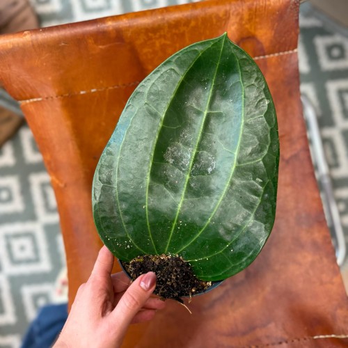 Hoya Latifolia  (8).jpg
