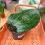 Hoya Latifolia  (9).jpg