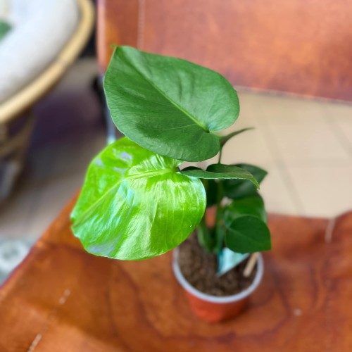 Monstera dziurawa  deliciosa DØ 12cm (2).jpg
