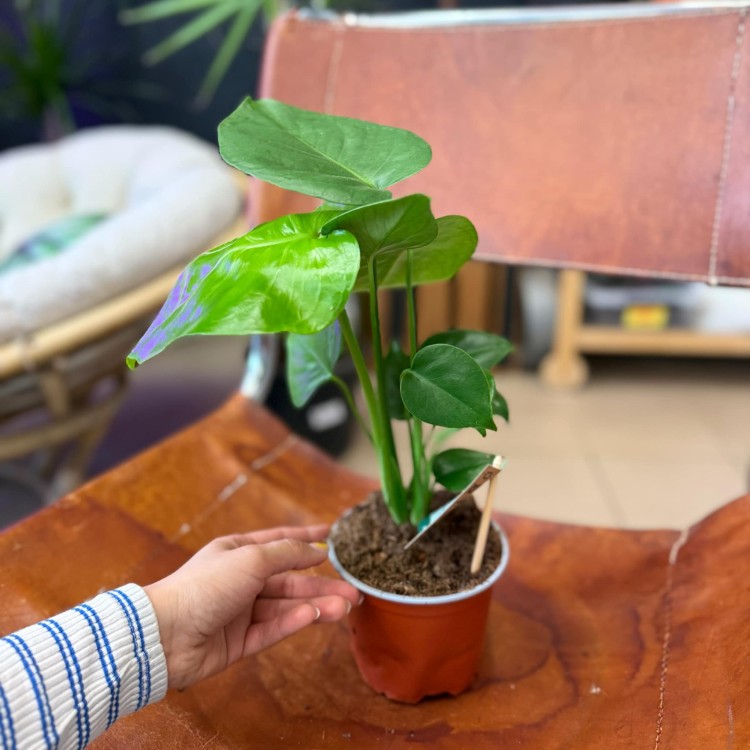 Monstera dziurawa  deliciosa DØ 12cm (4).jpg