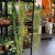Hoya Linearis (7).jpg