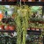 Hoya Linearis (8).jpg