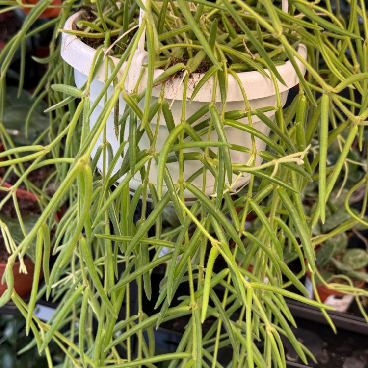 Hoya Linearis (11).jpg
