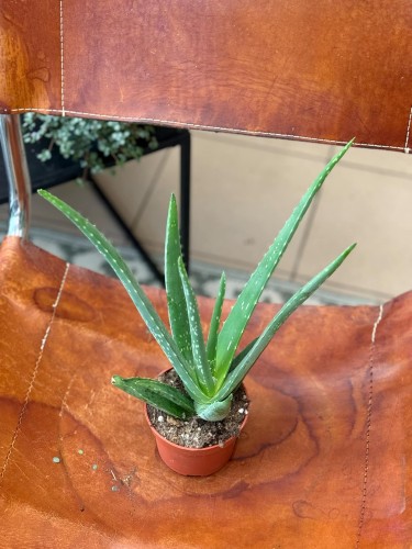 aloes (2).jpeg