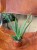 aloes (1).jpeg