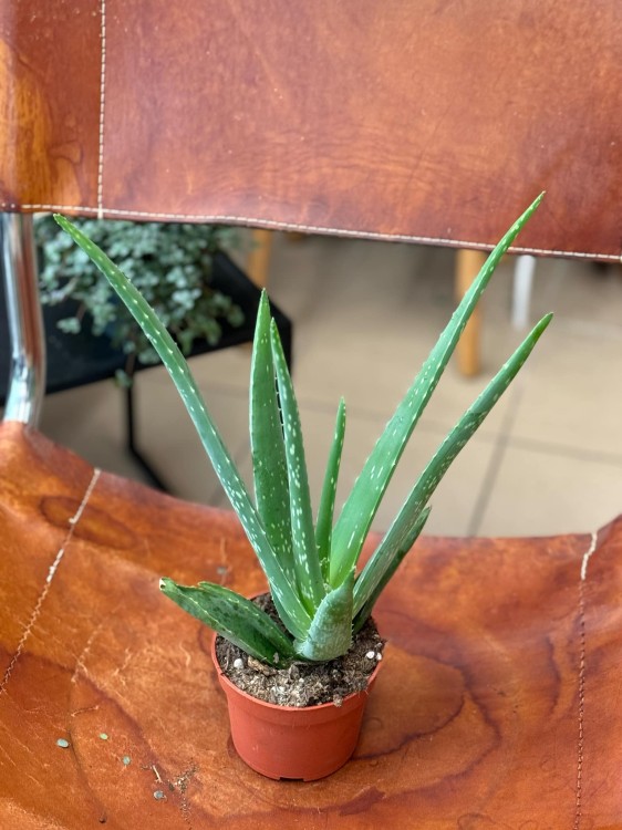 aloes (1).jpeg