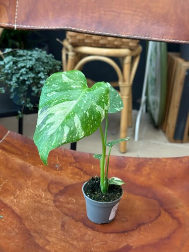 Monstera deliciosa Thai Constellation (2).jpeg