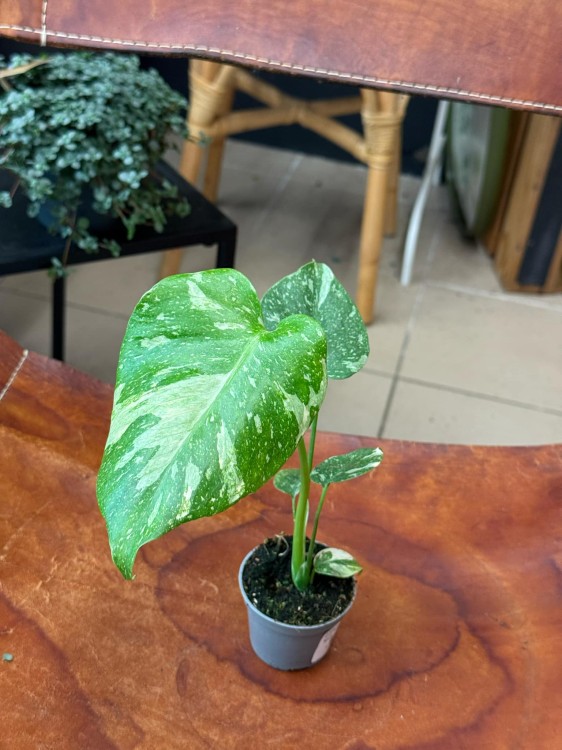 Monstera deliciosa Thai Constellation (3).jpeg