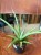 Sansevieria Silver Syreni sansewieria (2).jpeg