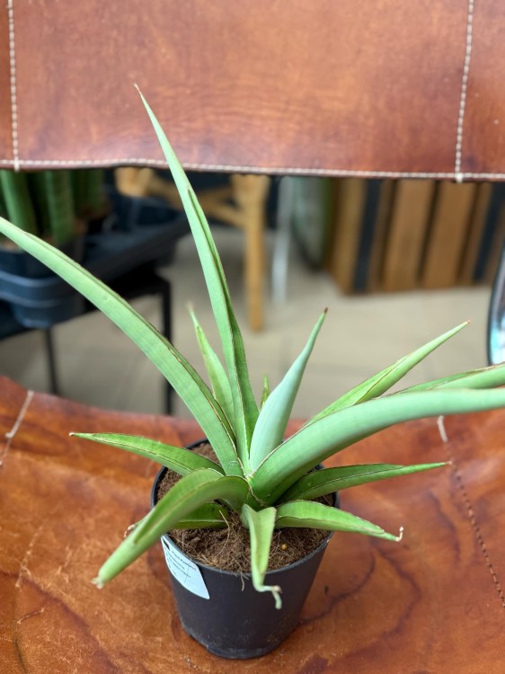 Sansevieria Silver Syreni sansewieria (2).jpeg