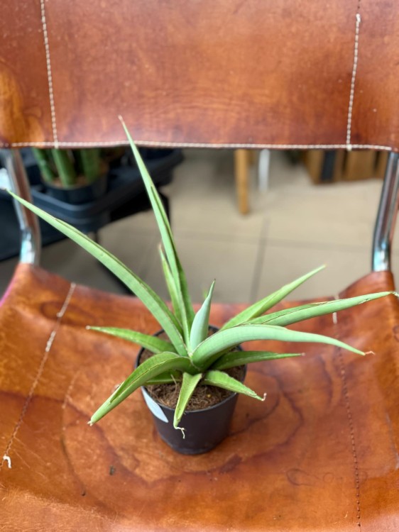Sansevieria Silver Syreni sansewieria (3).jpeg