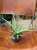 Sansevieria Silver Syreni sansewieria (1).jpeg
