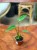 Monstera Burle Marx Flame (4).jpeg