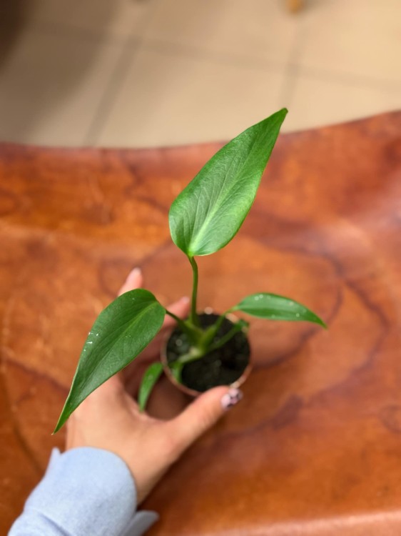Monstera Burle Marx Flame (5).jpeg