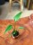 Monstera Burle Marx Flame (1).jpeg