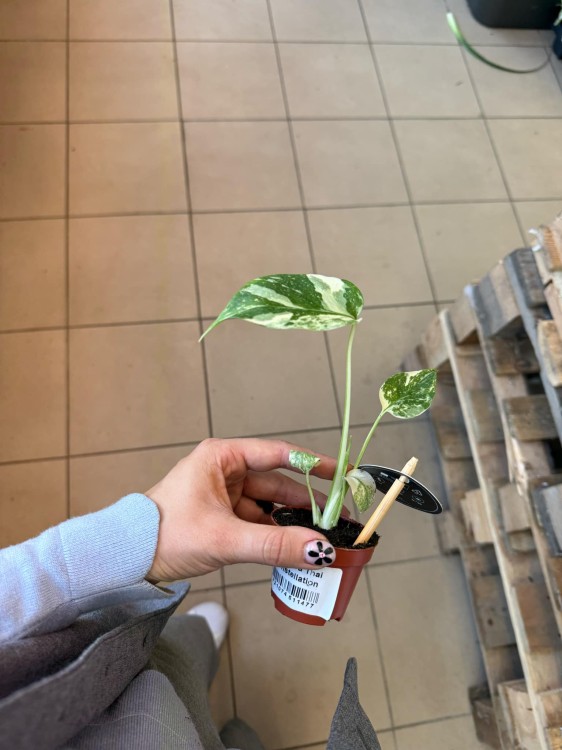 Monstera Thai Constellation (2).jpeg