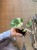 Monstera Thai Constellation (1).jpeg
