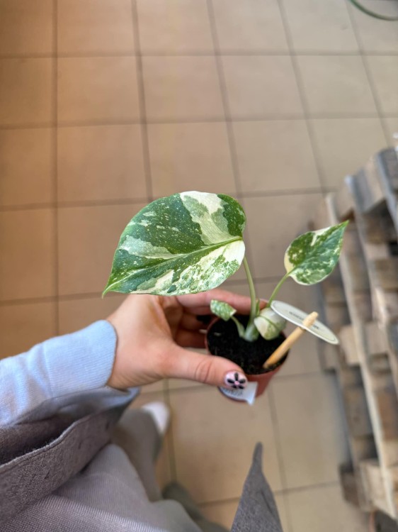Monstera Thai Constellation (1).jpeg