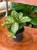 dracena godseffiana (3).jpeg