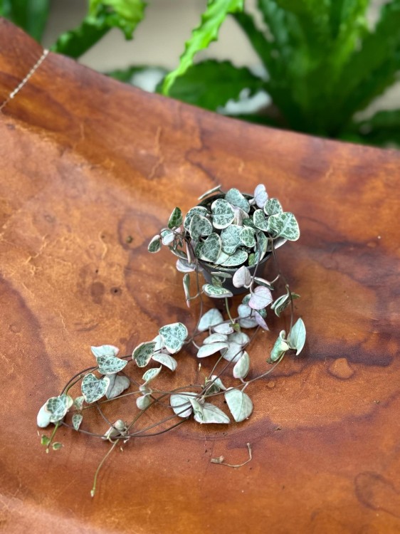 Ceropegia woodii różowa Ceropegia variegata (2).jpeg