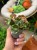 Begonia cleopatra (2).jpeg