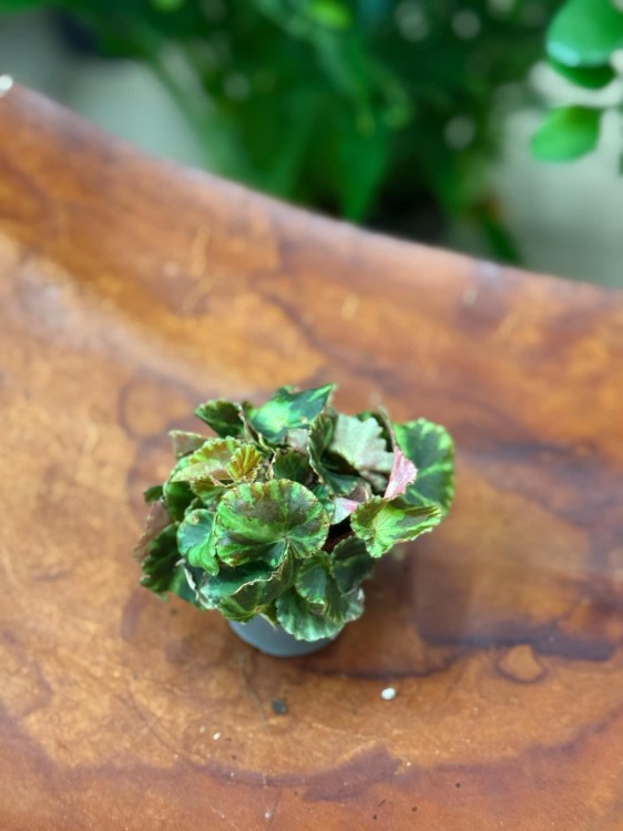 Begonia cleopatra (3).jpeg