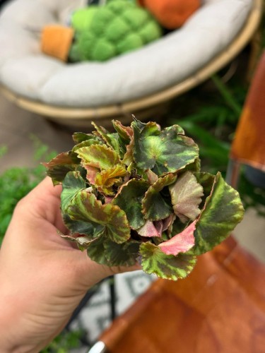Begonia cleopatra (4).jpeg