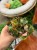 Begonia cleopatra (4).jpeg
