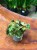Begonia cleopatra (6).jpeg