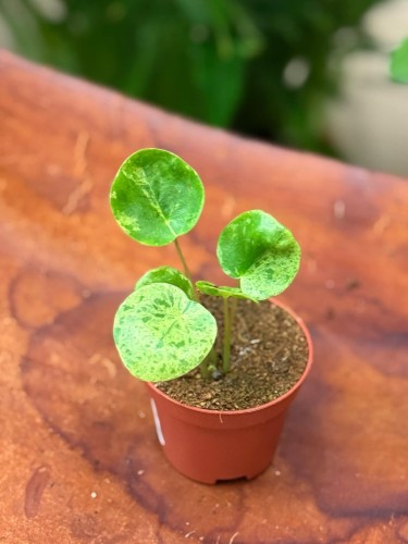 Pilea Mojito (4).jpeg