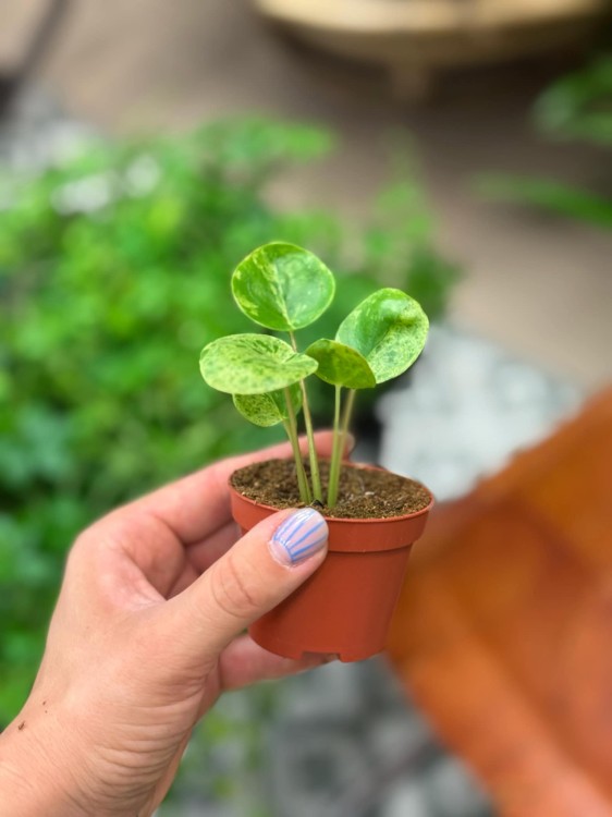 Pilea Mojito (6).jpeg