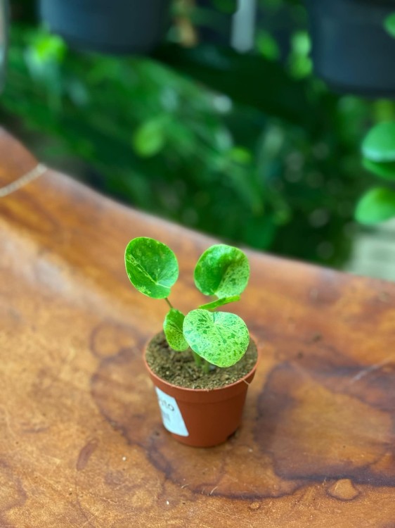 Pilea Mojito (7).jpeg