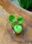 Pilea Mojito (1).jpeg