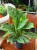 aglaonema stripes (3).jpeg