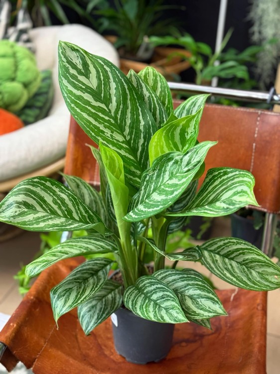 aglaonema stripes (3).jpeg