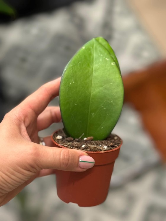 hoja  Hoya Bumijawa DØ7cm (3).jpeg
