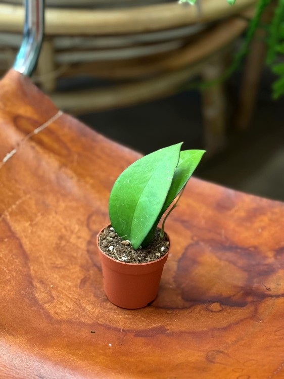 hoja  Hoya Bumijawa DØ7cm (6).jpeg