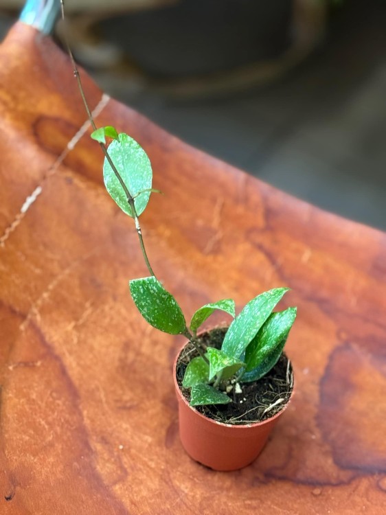 Hoya Nabawanensis Splash (2).jpeg