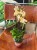 Phalaenopsis Bolgheri lemon storczyk masełkowy (2).jpg