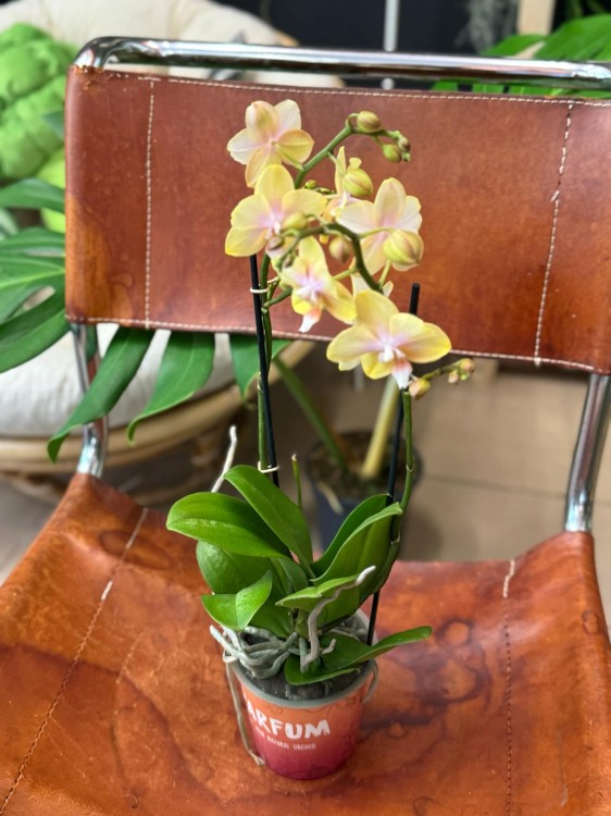 Phalaenopsis Bolgheri lemon storczyk masełkowy (2).jpg