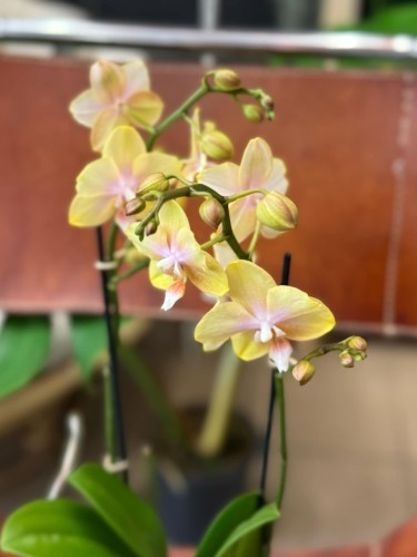 Phalaenopsis Bolgheri lemon storczyk masełkowy (3).jpg