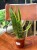 sansevieria  wężownica  sansevieria trifa. 'Laurentii'  DØ12cm (3).jpg