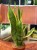 sansevieria  wężownica  sansevieria trifa. 'Laurentii'  DØ12cm (1).jpg