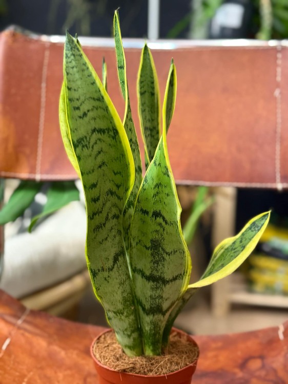 sansevieria  wężownica  sansevieria trifa. 'Laurentii'  DØ12cm (1).jpg
